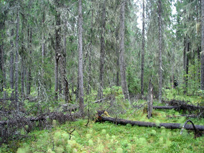 Слабо разрушенный лес